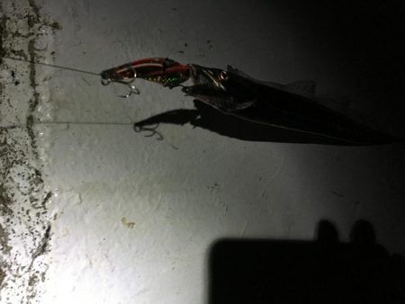 タチウオは好調